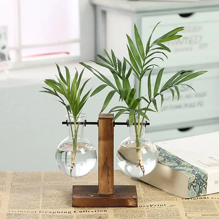Vases de plantes hydroponiques de terrarium
