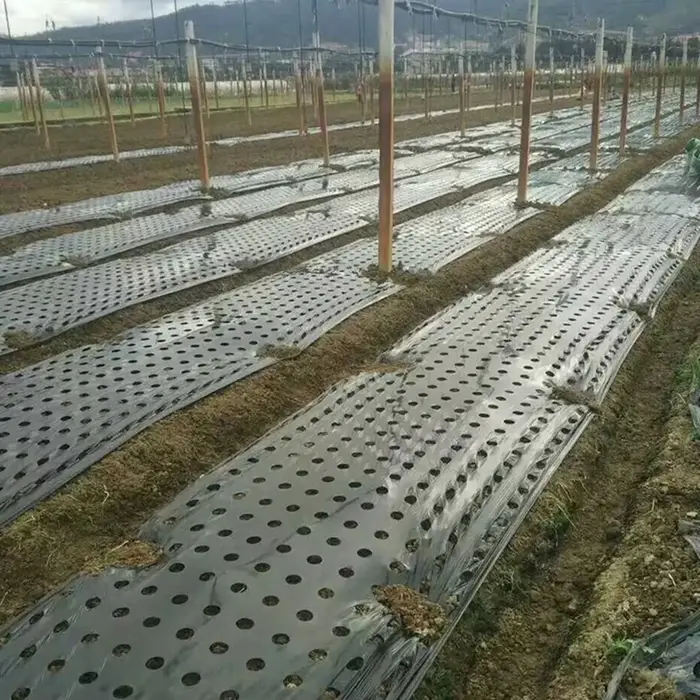 Paillis perforé noir pour plantes