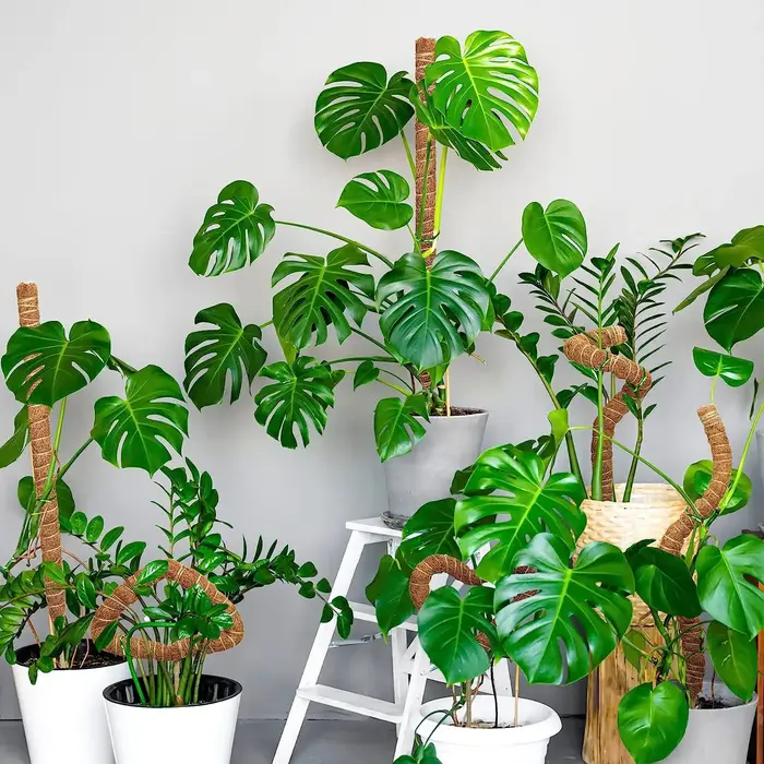 Poteaux Pliables pour Plantes Monstera