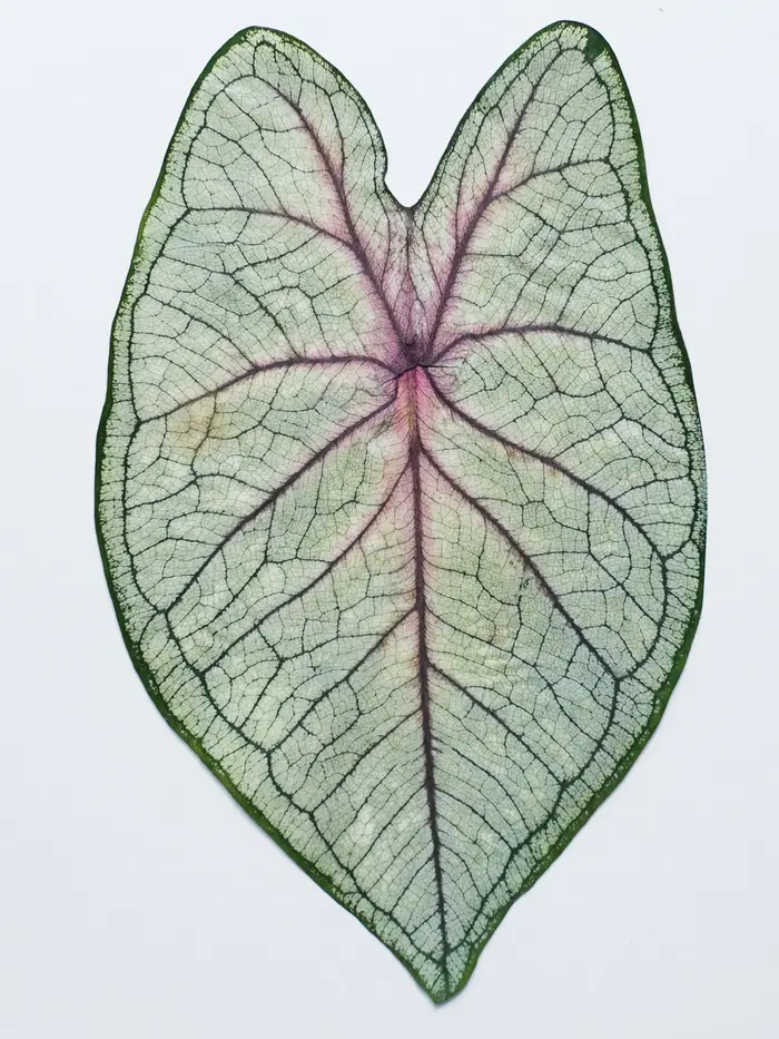 1 pièce, Feuillage de Caladium pressé véritable