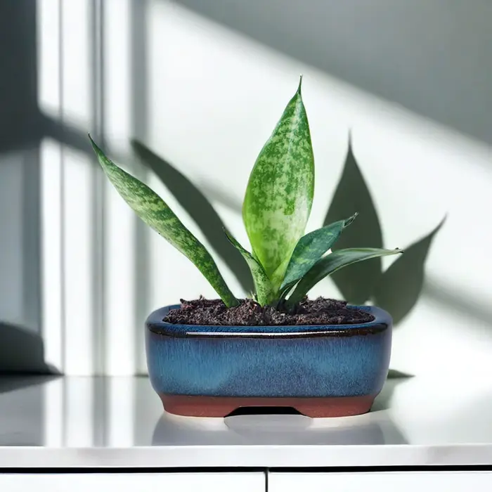 Pots de fleurs en céramique avec trou de vidange avec évent