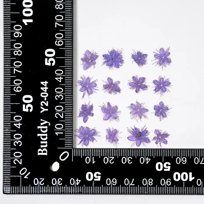 12 Pièces de Fleurs Séchées Naturelles (Symplocos Paniculata) pour DIY Marque-pages, Coques de Télép