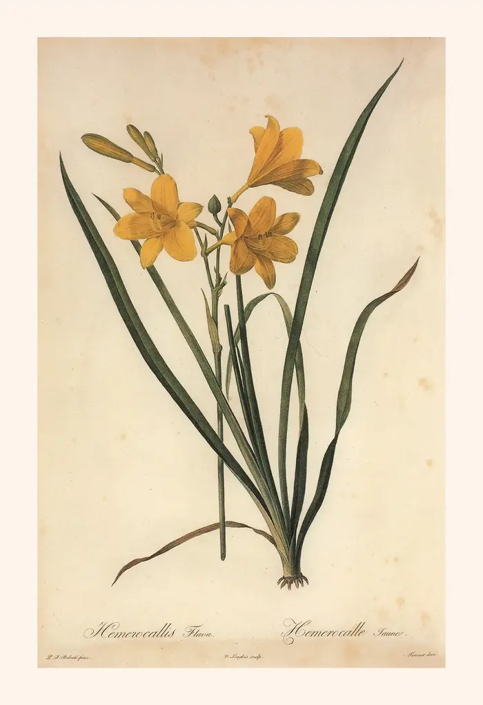Affiche Murale Vintage Classique : Illustration de Plantes et Fleurs