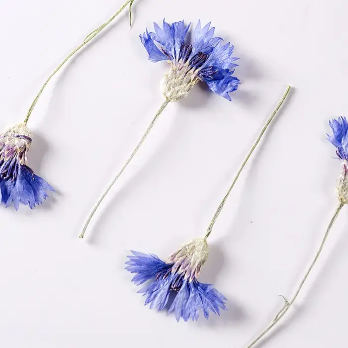 Fleurs de maïs bleues naturelles séchées PMurcia avec tournesols, plantes, herbier pour bijoux, cart