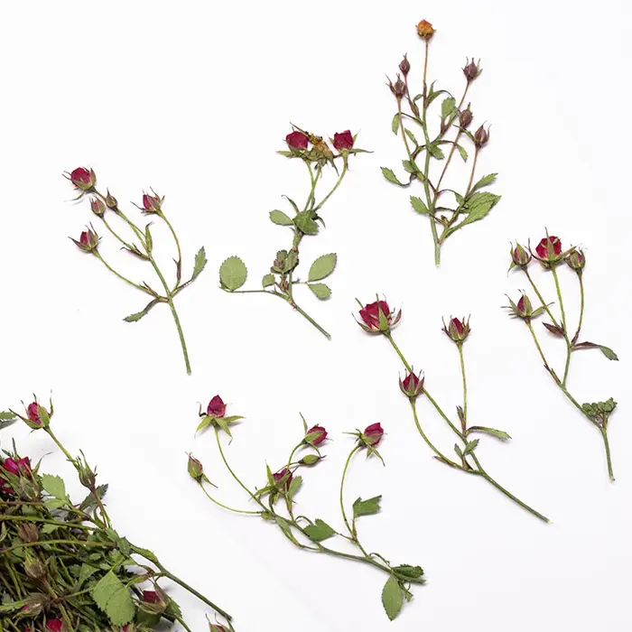 12 pièces, Branches de roses séchées à bourgeons multiples