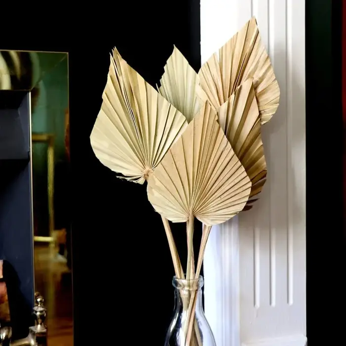 Feuilles d'éventail de palmier