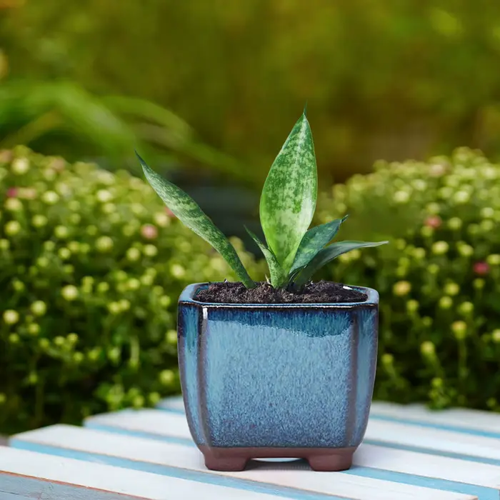 Pot de fleur succulent en céramique avec évent, plantes d'intérieur et d'extérieur faciles à utilise