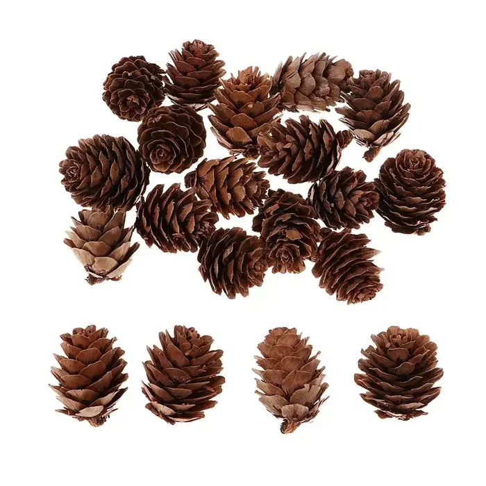 Pommes de pin décoratives naturelles