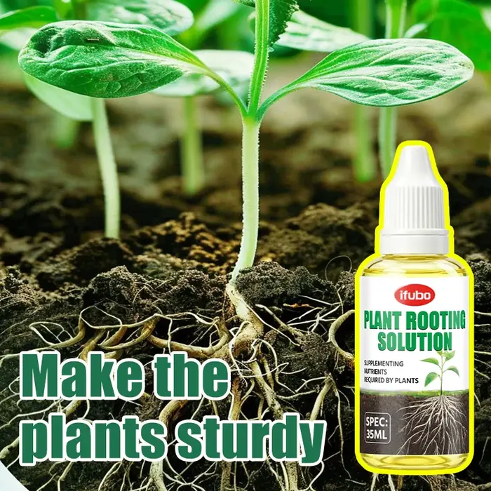 Solution nutritive pour l'enracinement des plantes