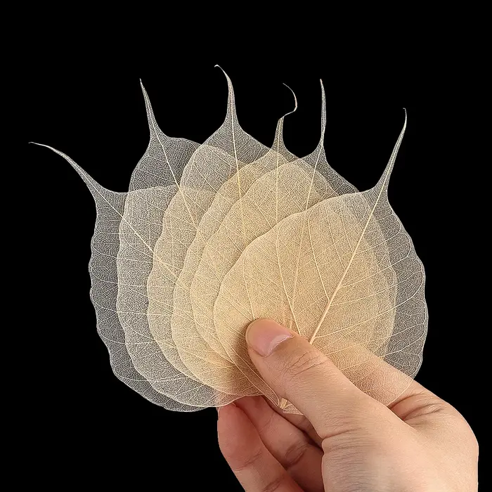 20 pièces squelette naturel Ficus Religiosa feuilles séchées Vajra feuille veine artisanat bricolage à la main Scrapbook embellissement spécimens de plantes