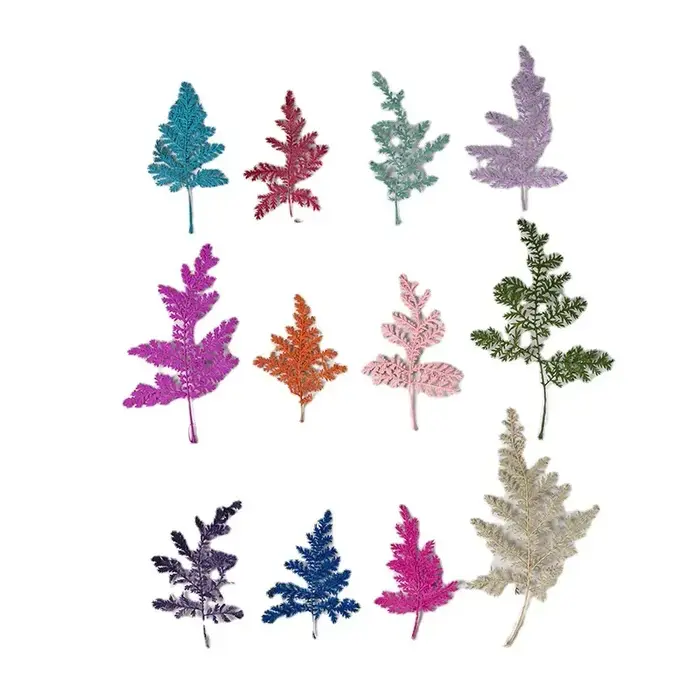 Feuilles séchées Artemisia de 4 à 7cm