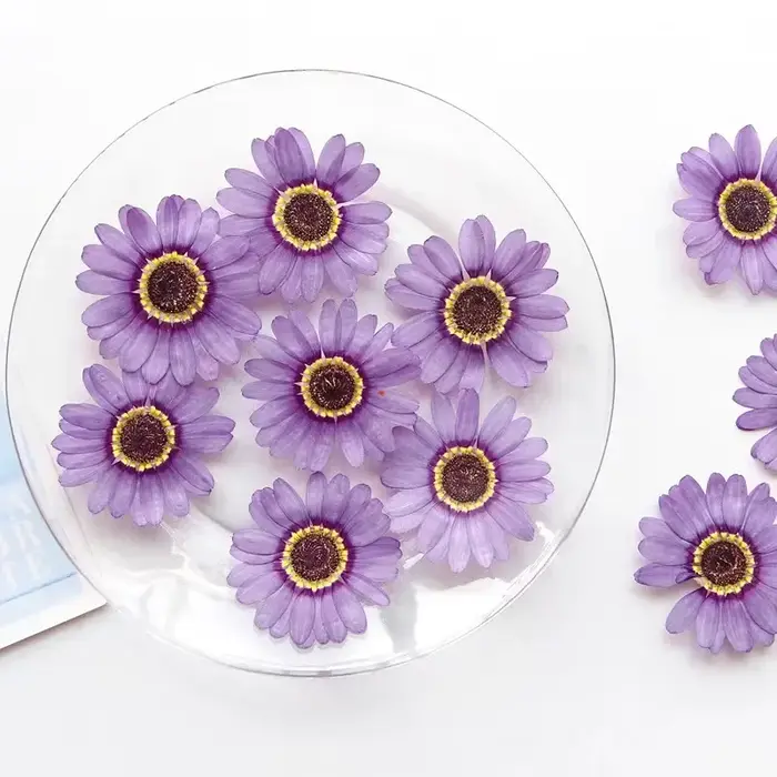 Nature violet/jaune fleur pressée Grandis pétales de chrysanthème