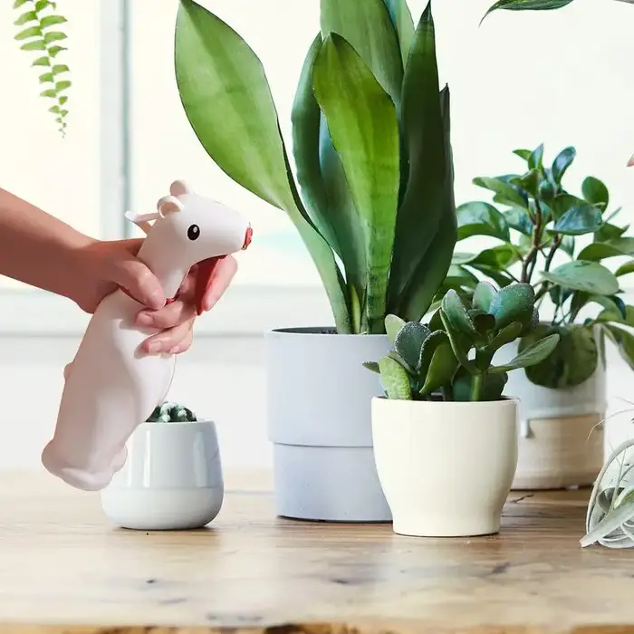 Bouteille de pulvérisation d'eau pour plantes petites