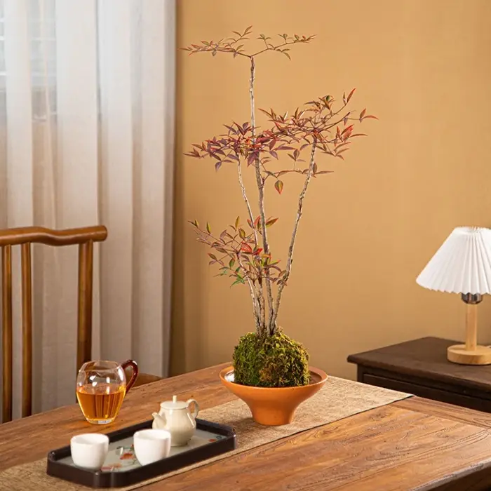 Nouveau pot de fleurs tendance pour orchidées papillon