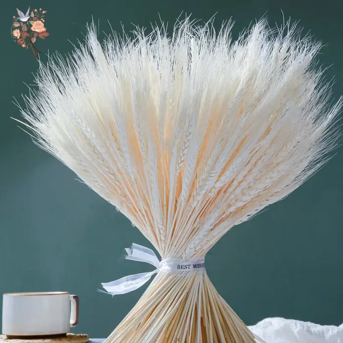 100 tiges de blé séché blanc