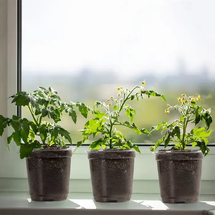 Pots de pépinière avec couvercles
