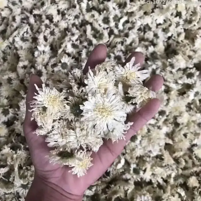 Matériel de simulation pour la fabrication de fleurs, fleur de chrysanthème blanc pour la décoration intérieure, ornement de vase de mariage