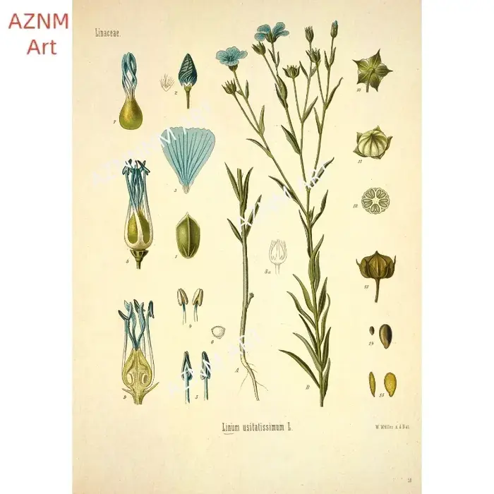 Affiches d'impression de jardin de fleurs botaniques vintage
