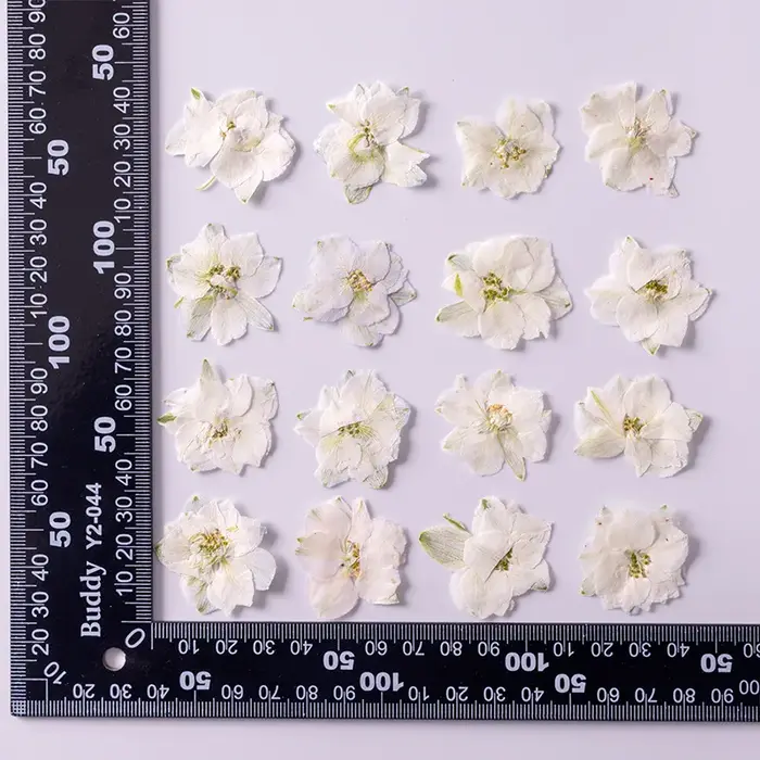 Plante de fleurs d'ajabis séchées