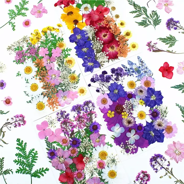 Fleurs pressées séchées