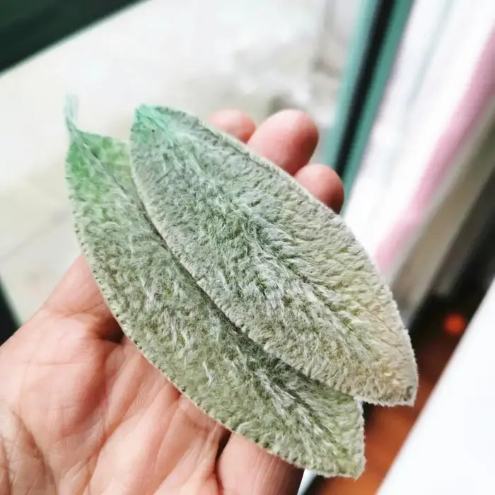 Feuilles de Lanata préservées
