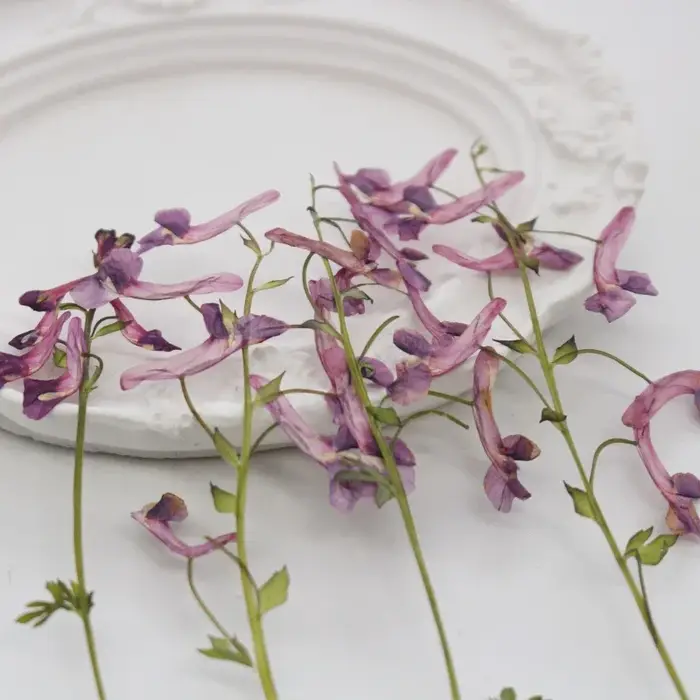 Fleurs séchées pressées de plantes sauvages naturelles pour DIY