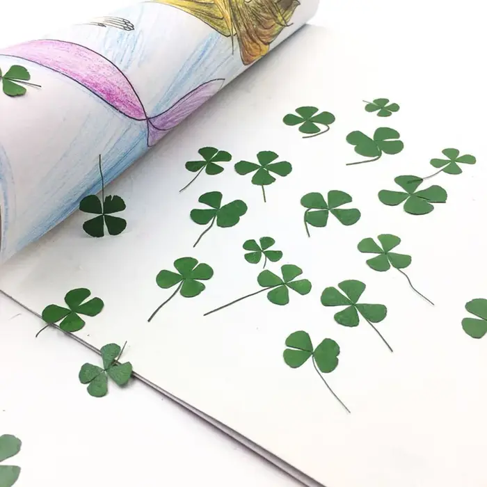 Feuilles séchées vertes PMurcia 4-scalp