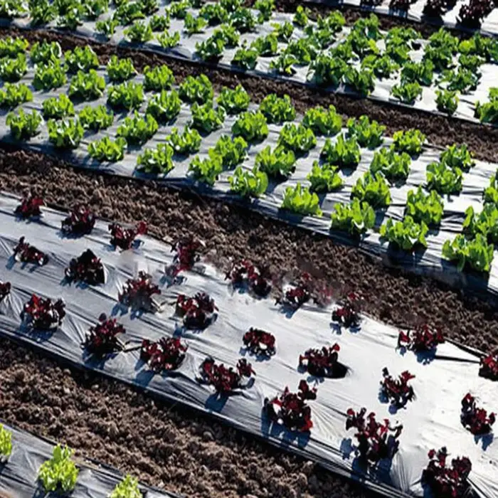 JPeoples-Film de croissance noir perforé pour la plantation de légumes