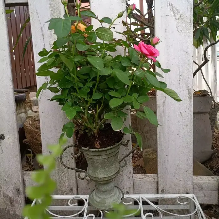 Pot de fleurs trophée à bouche ronde à double oreille