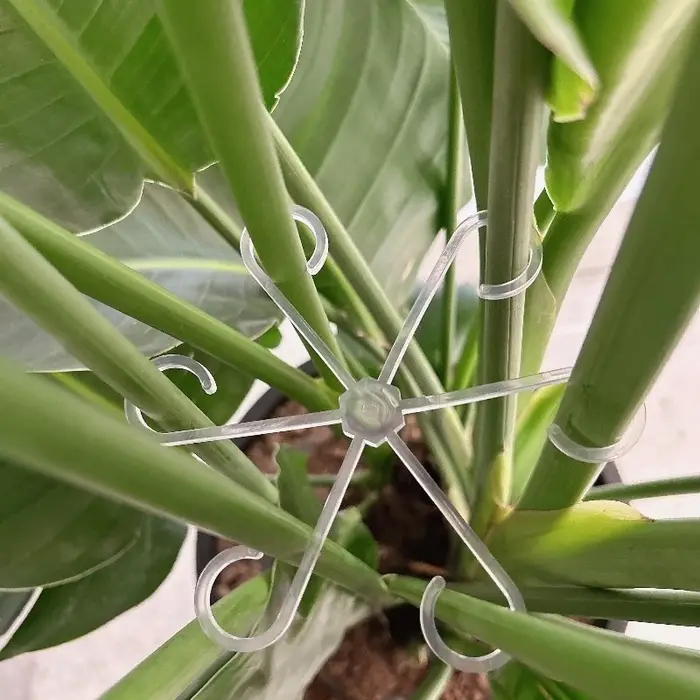 Support transparent pour plantes