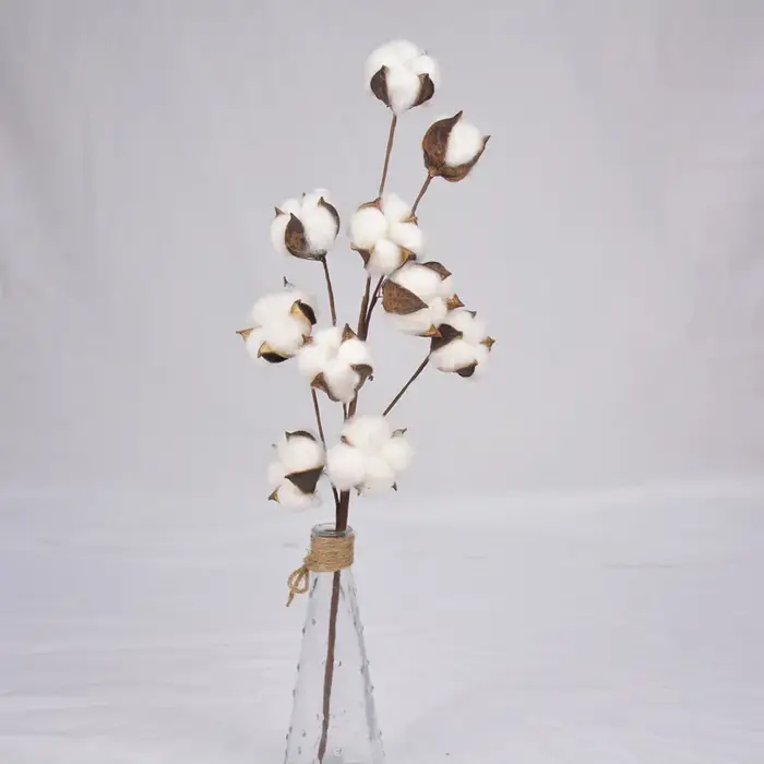 Fleurs de coton séchées naturellement