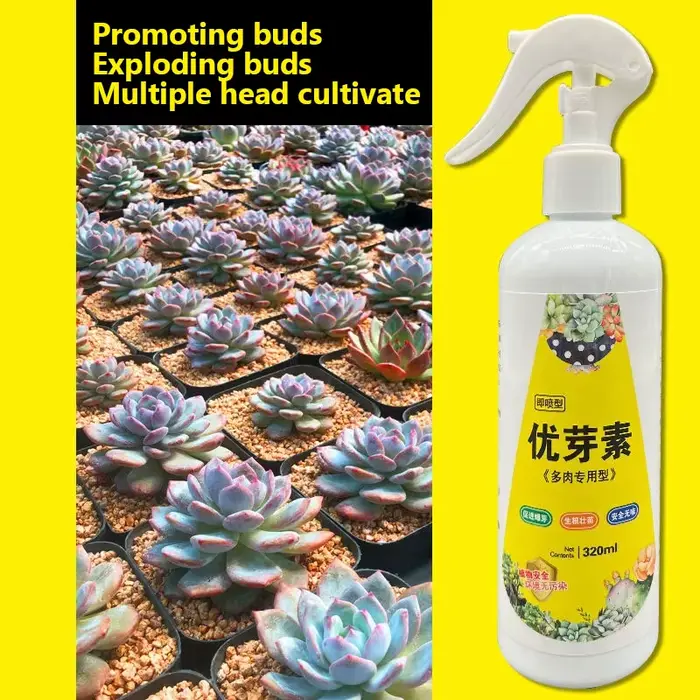 NOUVELLE plante succulente Eugenin favorise le bourgeonnement