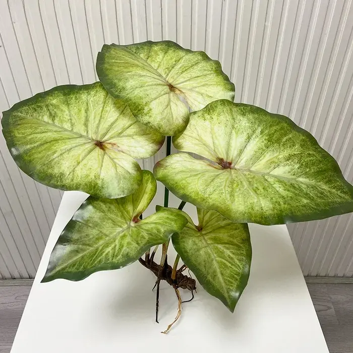 Grandes feuilles de Lotus réalistes avec racines