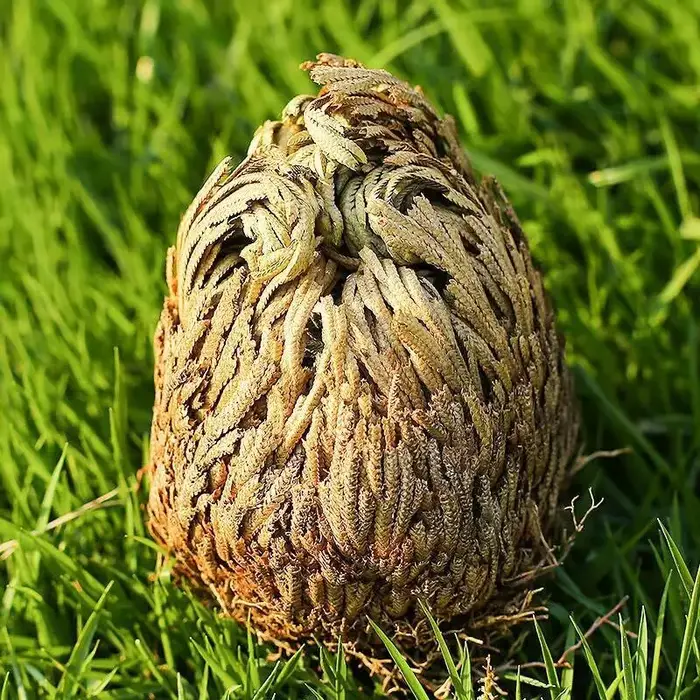 Grande rose séchée naturelle de Jericho, Selaginella Tamariscina IkDiy, artisanat de bijoux en résin