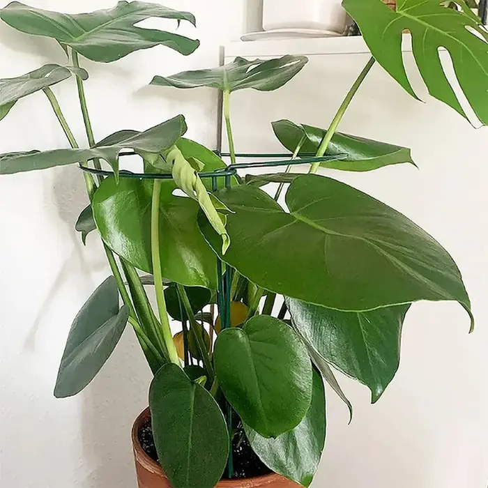 Piquets de Support pour plantes en métal