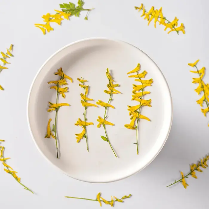 6 pièces/6-10 cm, fleurs séchées d'herbe de perroquet naturelles