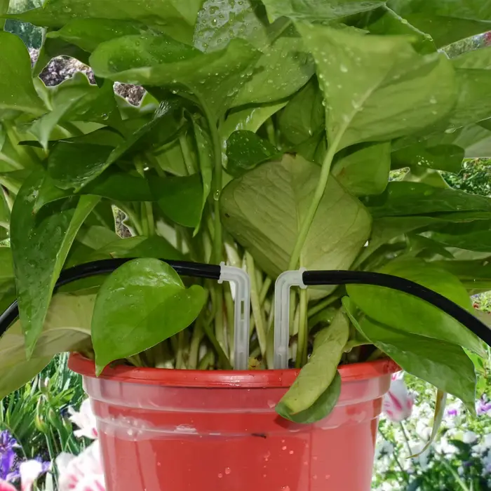 KESLA 50X flèche courbée transparente 1/4 ''4/7mm tuyau goutteur goutte à goutte émetteur économie d