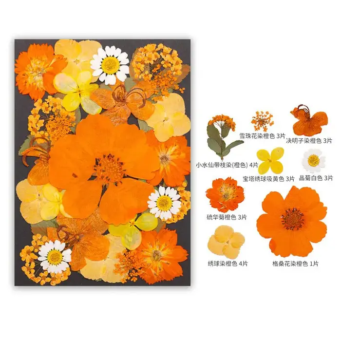 Série Orange fleurs pressées séchées mélangées pour bricolage