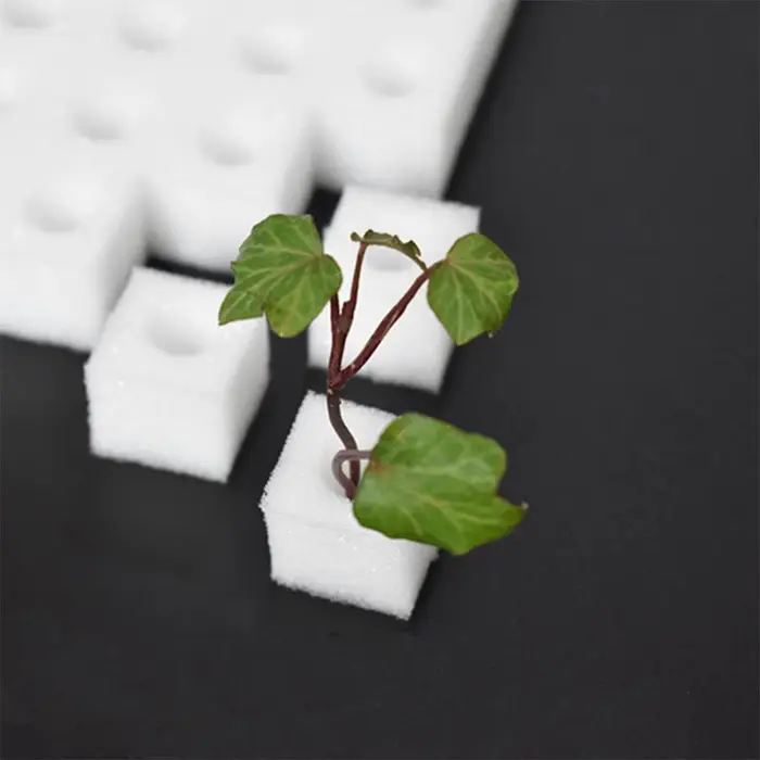 Culture hors sol plantation coton hydroponique semis jardin pépinière éponges plante légumes culture