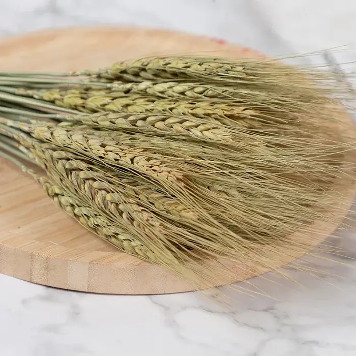 Fleurs séchées en forme d'oreille de blé naturel, pour guirlandes de mariage, décoration de fête de 
