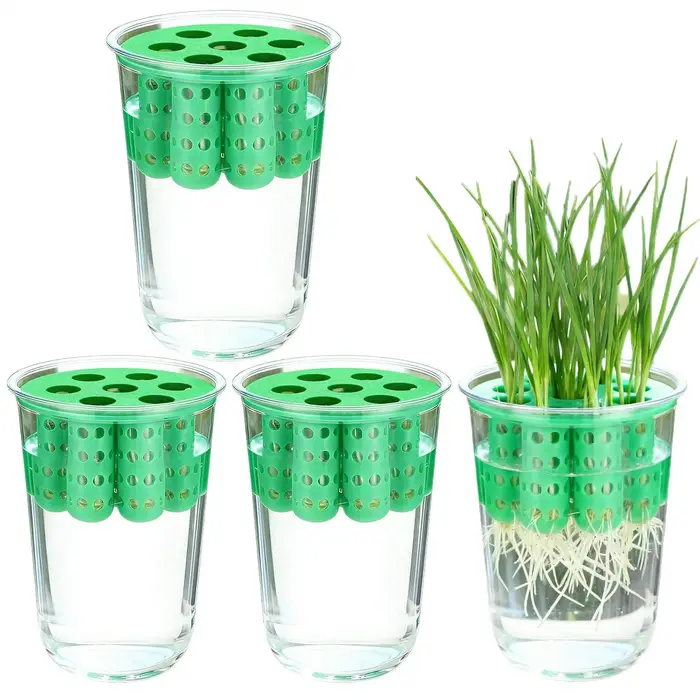 Pot de culture pour la reproduction des oignons verts