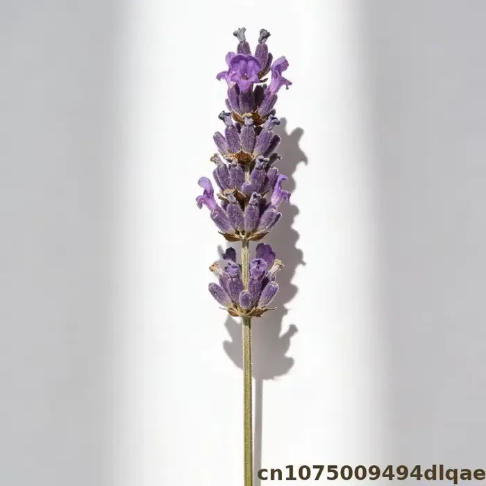 Fleur de lavande pour Sachet de pot-pourri