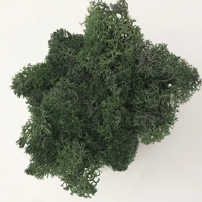 Plante Verte Artificielle de Qualité, Mousse de Vie Éternelle, Fausse Fleur, Décoration Murale pour 