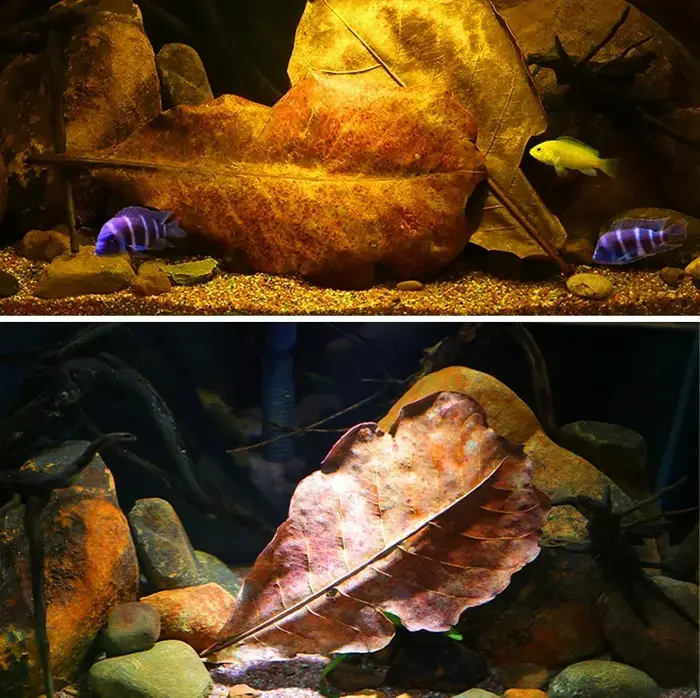 CatNordz-Feuilles naturelles politiquement pour la décoration d'aquarium