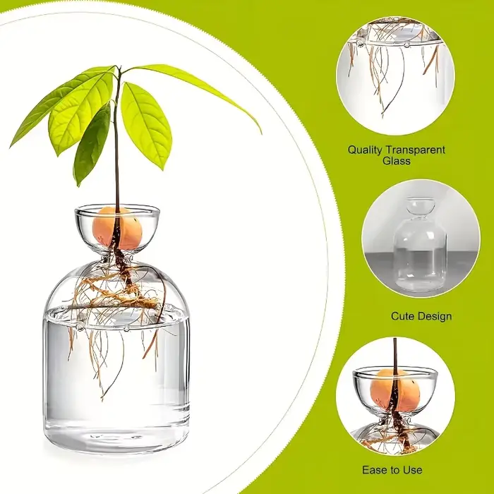 Kit de culture d'avocat - Vase de germination en verre pour les amateurs de jardinage