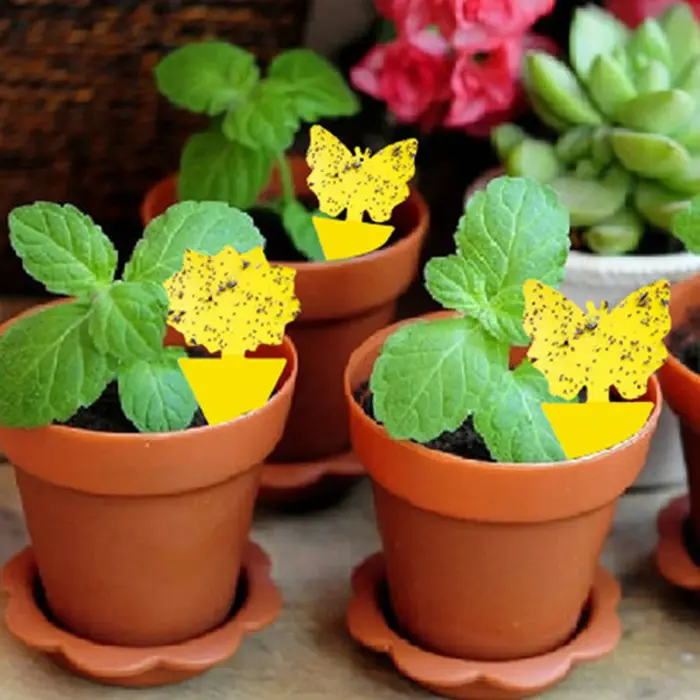 Pièges à insectes collants jaunes double face (10-30 pièces) pour plantes d'intérieur