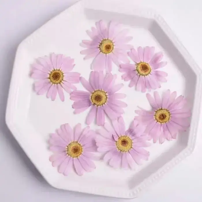 100 pièces de fleurs séchées pressées de Péricallis Hybrida blanches, pour herbarium, fabrication de bijoux en résine époxy, maquillage visage, nail art et artisanat