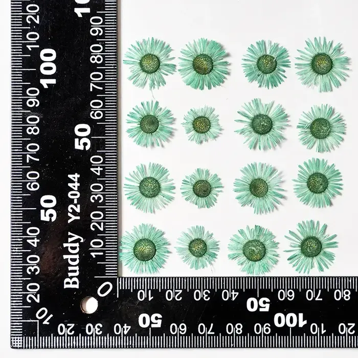 1,5-2,5 CM/12 PIÈCES, Pétales de fleurs séchées d'Erigeron annuel pressées, pour marque-pages peints à la main, cadres photo, bijoux, bougies d'aromathérapie