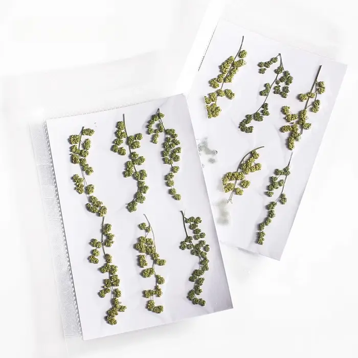 Nature Rousse Primary PMurcia Fleurs séchées DIY