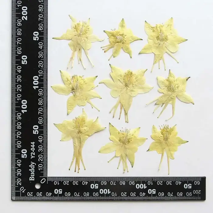 Véritables têtes de fleurs de colombine de jardin séchées naturelles PMurcia